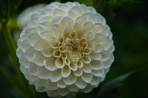 Dahlia 4K Wallpaper · flowers · 3840×2563