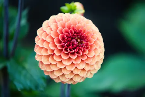 Dahlia 4K Wallpaper · flowers · 3840×2560