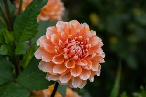 Dahlia 4K Wallpaper · flowers · 3840×2560