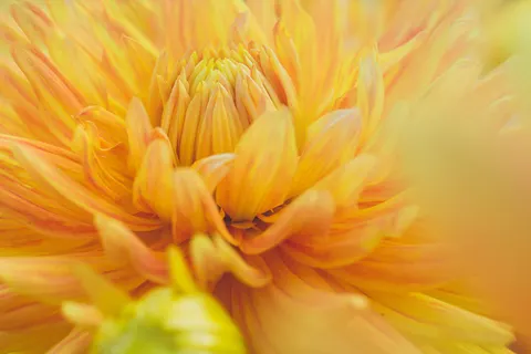 Dahlia 4K Wallpaper · flowers · 3840×2560