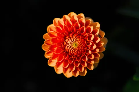 Dahlia 4K Wallpaper · flowers · 3840×2563