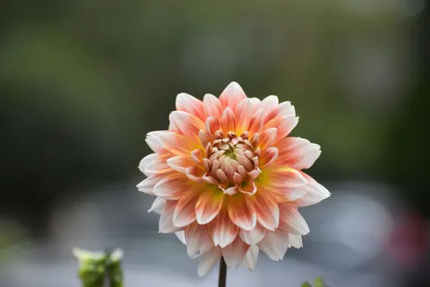 Dahlia 4K Wallpaper · flowers · 3840×2560