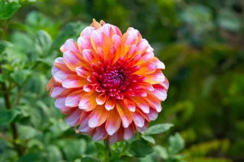 Dahlia 4K Wallpaper · flowers · 3840×2560