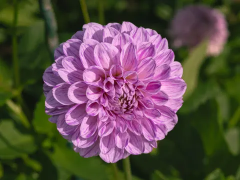 Dahlia 4K Wallpaper · flowers · 3840×2880