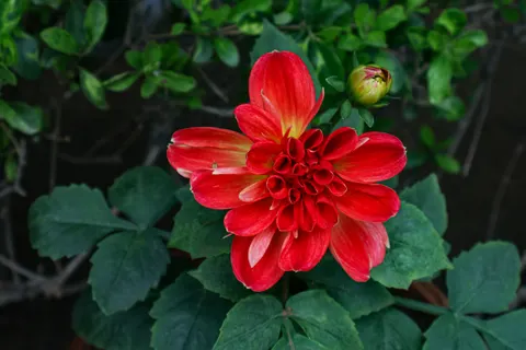 Dahlia 4K Wallpaper · flowers · 3840×2560