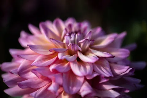 والپیپر گل کوکب با کیفیت 4K · flowers · 3840×2560