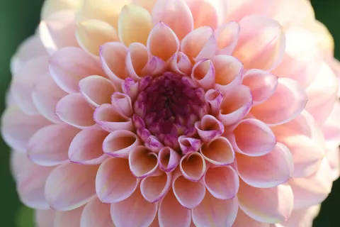 Dahlia 4K Wallpaper · flowers · 3840×2560