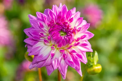 Dahlia 4K Wallpaper · flowers · 3840×2560