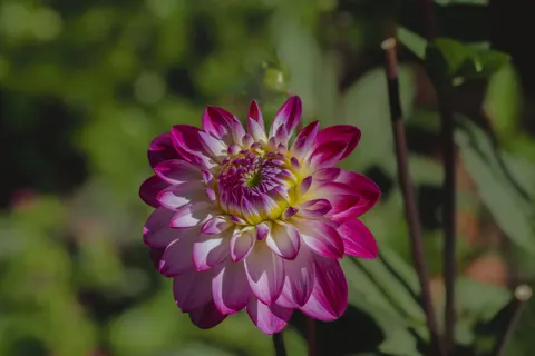 Dahlia 4K Wallpaper · flowers · 3840×2560