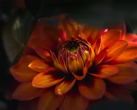 Dahlia 4K Wallpaper · flowers · 3840×3072