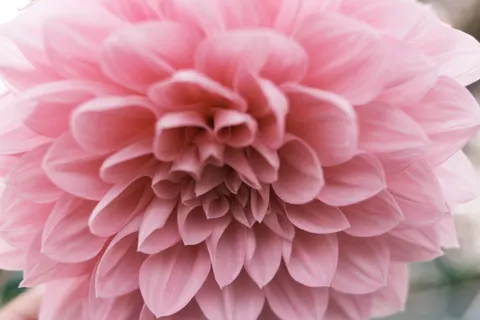 Dahlia 4K Wallpaper · flowers · 3840×2560
