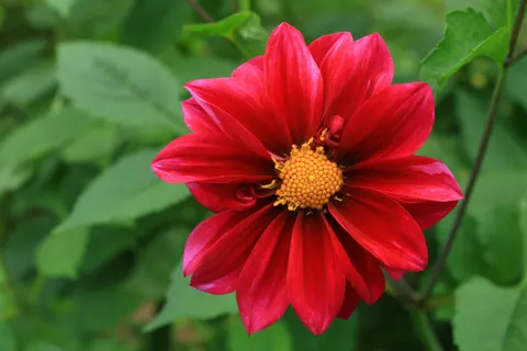 Dahlia 4K Wallpaper · flowers · 3840×2560