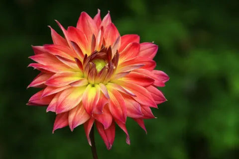 Dahlia 4K Wallpaper · flowers · 3840×2560