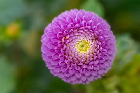 Dahlia 4K Wallpaper · flowers · 3840×2560
