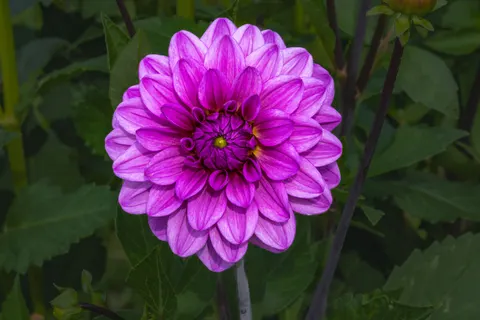 Dahlia 4K Wallpaper · flowers · 3840×2560