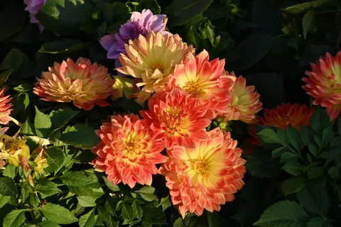 Dahlia 4K Wallpaper · flowers · 3840×2563