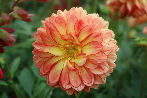 Dahlia 4K Wallpaper · flowers · 3840×2560