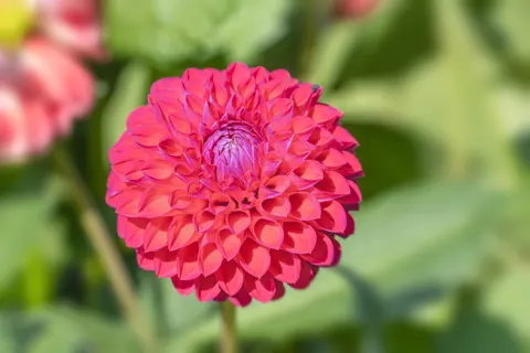 Dahlia 4K Wallpaper · flowers · 3840×2560