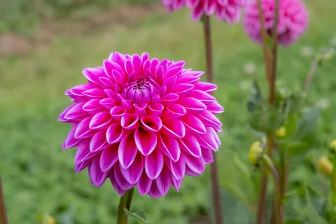 Dahlia 4K Wallpaper · flowers · 3840×2560