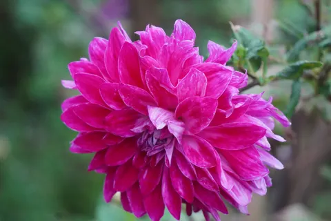 Dahlia 4K Wallpaper · flowers · 3840×2560