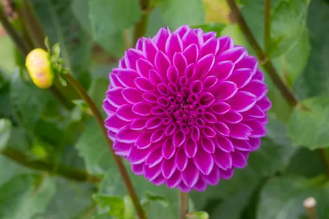Dahlia 4K Wallpaper · flowers · 3840×2560