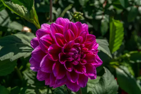 Dahlia 4K Wallpaper · flowers · 3840×2560