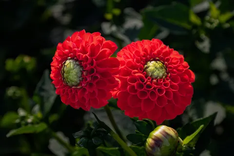 Hình nền Hoa thược dược 4K · flowers · 3840×2560