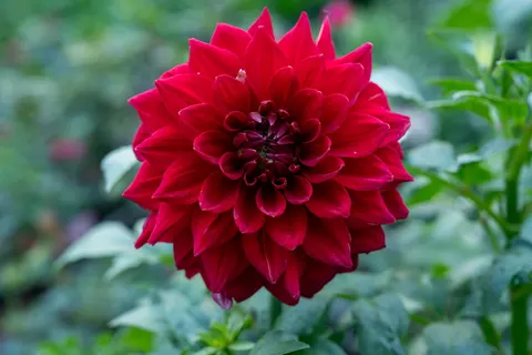 Dahlia 4K Wallpaper · flowers · 3840×2560