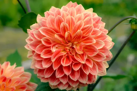 Dahlia 4K Wallpaper · flowers · 3840×2563