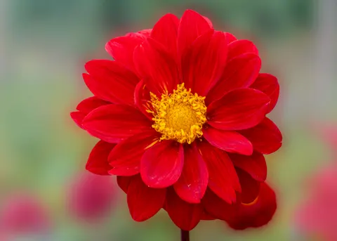 Dahlia 4K Wallpaper · flowers · 3840×2743