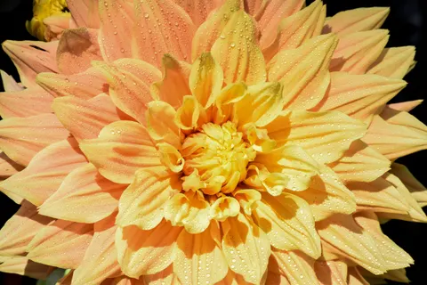 Dahlia 4K Wallpaper · flowers · 3840×2560