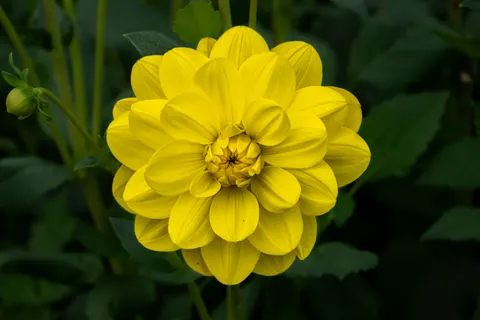 Dahlia 4K Wallpaper · flowers · 3840×2560