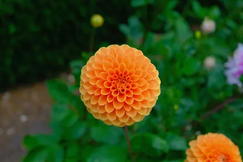 Dahlia 4K Wallpaper · flowers · 3840×2560