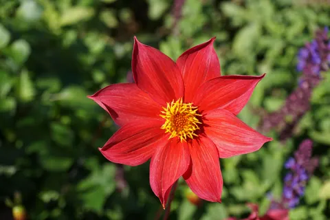 Dahlia 4K Wallpaper · flowers · 3840×2560