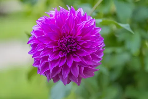 Dahlia 4K Wallpaper · flowers · 3840×2560