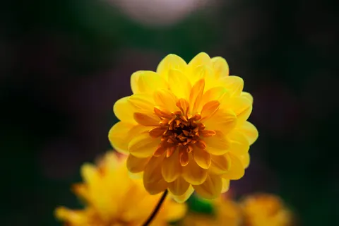 Dahlia 4K Wallpaper · flowers · 3840×2560
