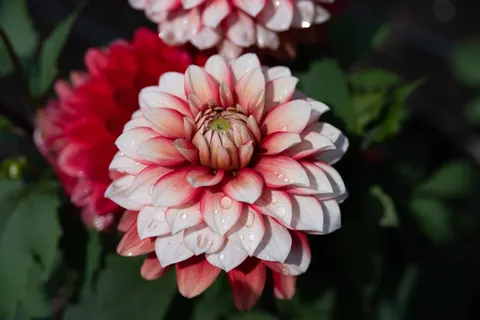 Dahlia 4K Wallpaper · flowers · 3840×2563