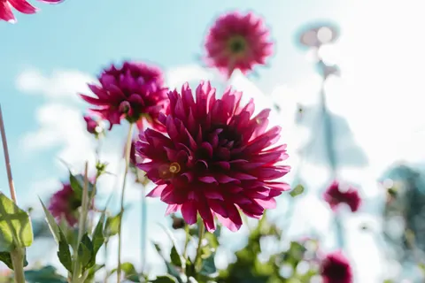 Dahlia 4K Wallpaper · flowers · 3840×2560