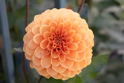 Dahlia 4K-achtergrond · flowers · 3840×2560