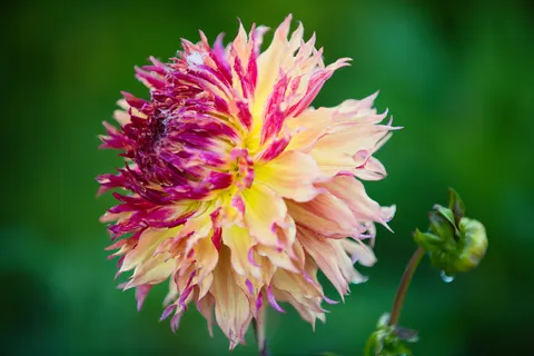 Dahlia 4K Wallpaper · flowers · 3840×2560