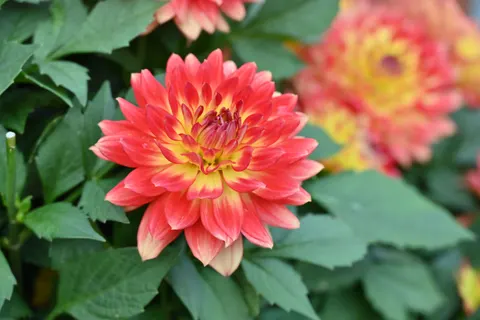 Dahlia 4K Wallpaper · flowers · 3840×2563
