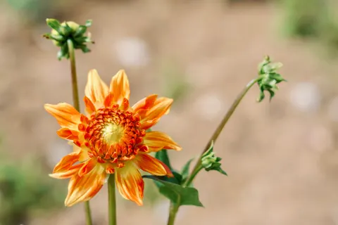 Dahlia 4K Wallpaper · flowers · 3840×2561