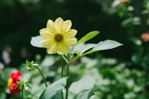 डहेलिया 4K वॉलपेपर · flowers · 3840×2560