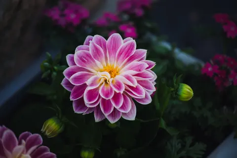Dahlia 4K Wallpaper · flowers · 3840×2560