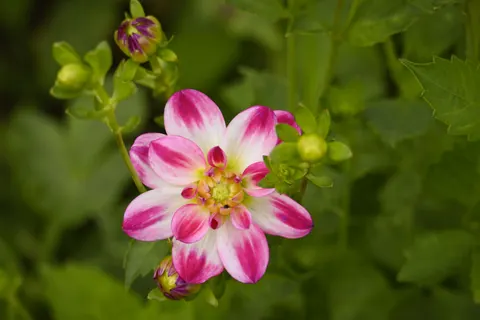 Dahlia 4K Wallpaper · flowers · 3840×2560