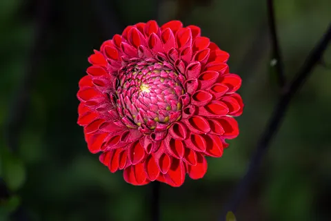 Dahlia 4K Wallpaper · flowers · 3840×2560