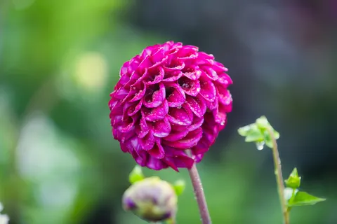Dahlia 4K Wallpaper · flowers · 3840×2560