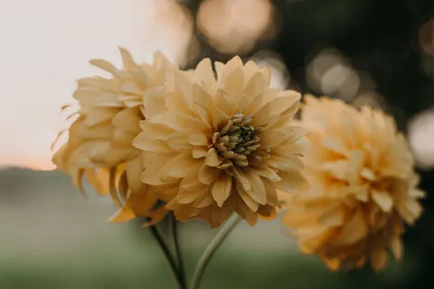 Dahlia 4K Wallpaper · flowers · 3840×2560