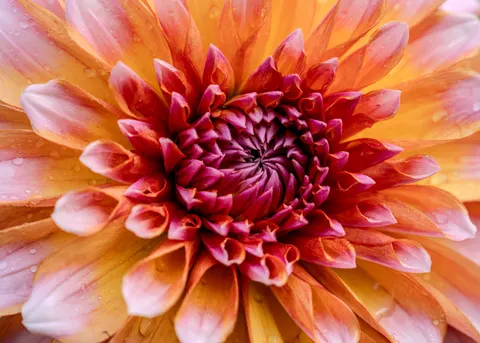 Dahlia 4K Wallpaper · flowers · 3840×2743