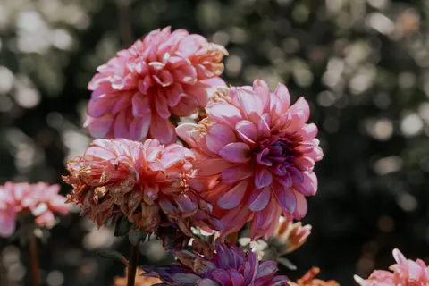 Dahlia 4K Wallpaper · flowers · 3840×2560
